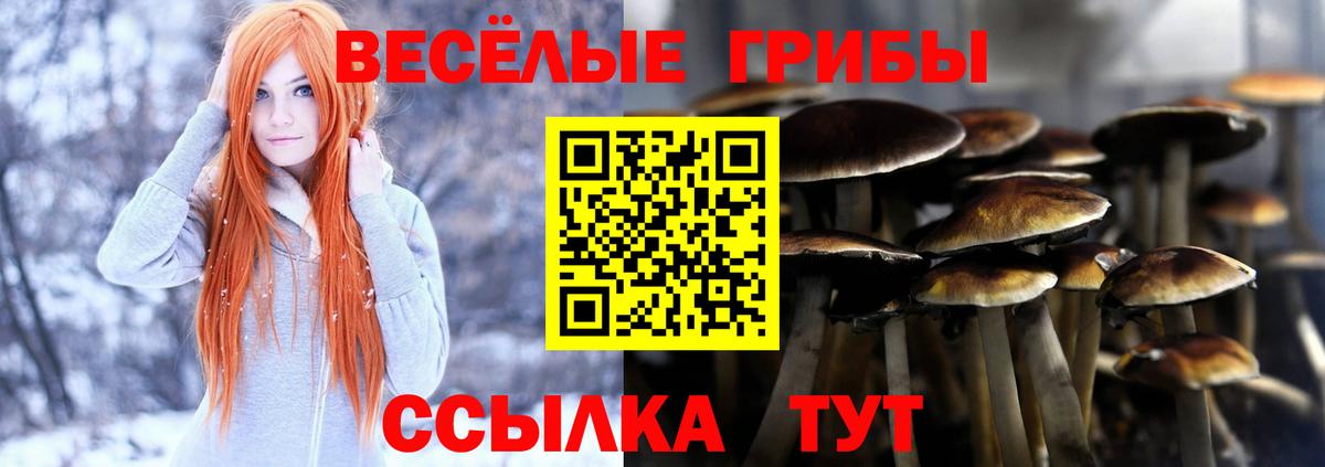 Псилоцибиновые грибы Psilocybe Светлоград